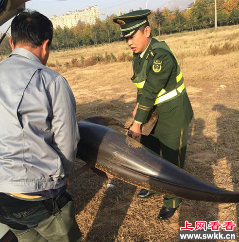海豚搁浅海滩 最终因伤势过重身亡 