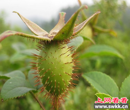 金缨子