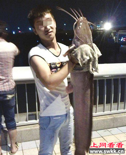 男子意外钓到1.3米长巨型胡子鱼