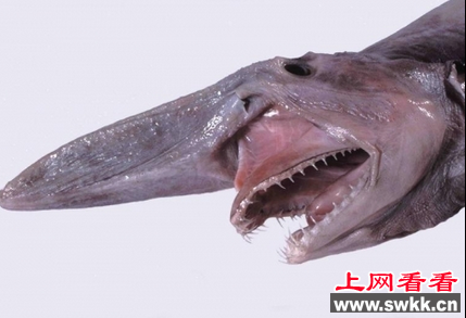 ŷϼޣֲ˵ġʯ