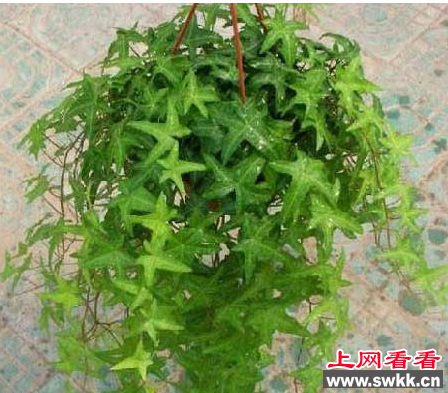 常春藤