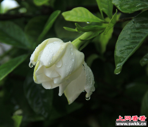 栀枝花