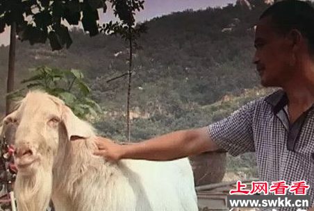 蒙阴一公羊竟奇迹般的长出一对羊奶子！