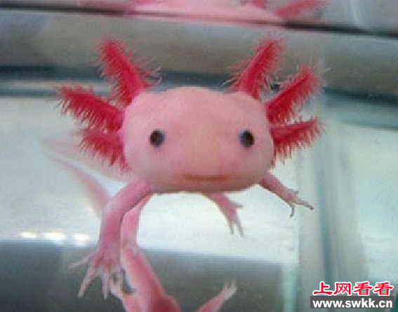 墨西哥行走鱼