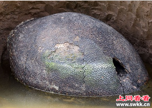 雕齿兽壳