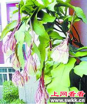 市民养18年昙花终于一夜怒放！