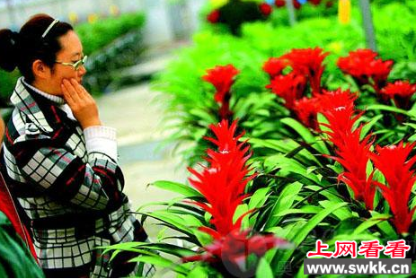 凤梨花
