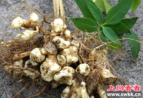 菊芋