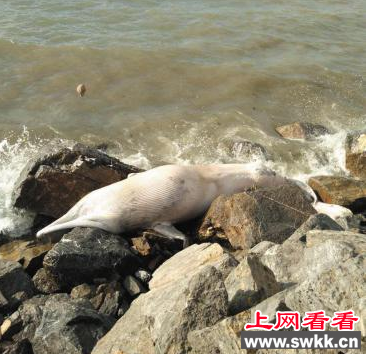 4米长须鲸搁浅大连海滩