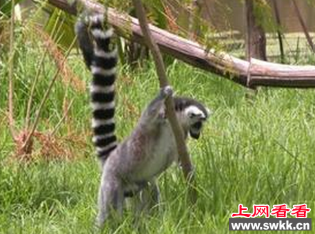 环尾狐猴