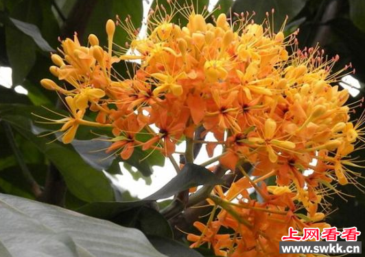 无忧花