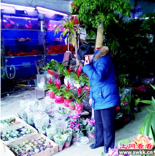 春节将至 仙客来行情火爆