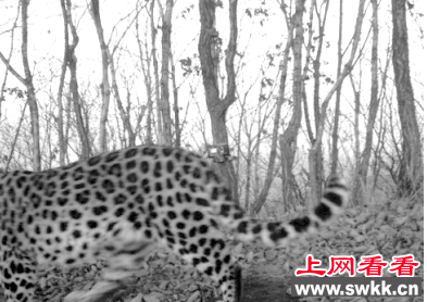 远东豹