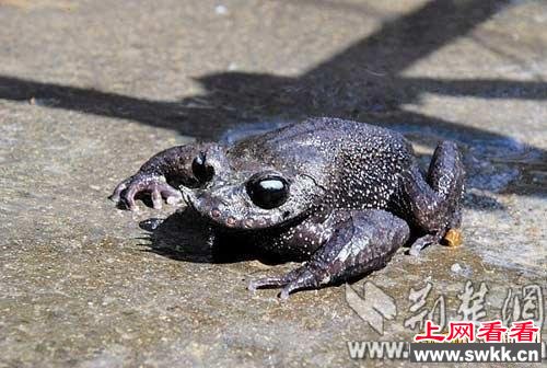 ϲʩ巢缶