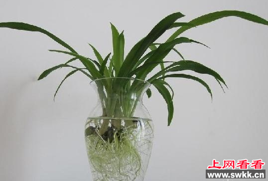 水培吊兰