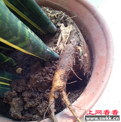 虎皮兰盆栽中竟离奇长出人参