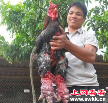 西安东涛鸡农高会收获颇丰