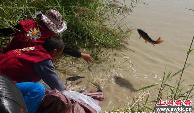 克孜尔水库两万尾新疆大头鱼被放生