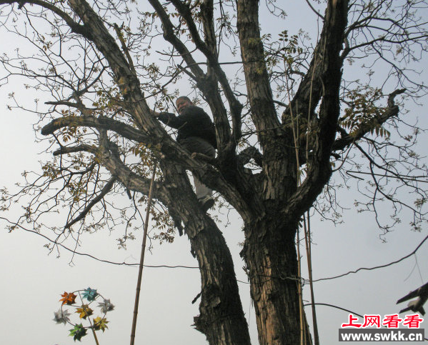 香椿树
