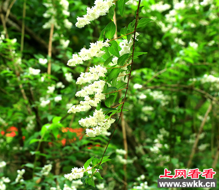 溲疏
