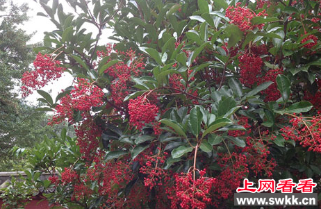珊瑚树