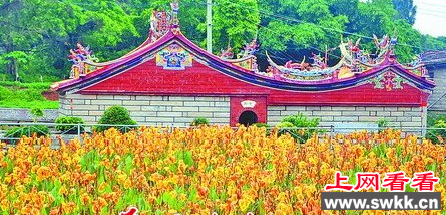 美人蕉集体盛放 为小嶝岛增添一份美丽