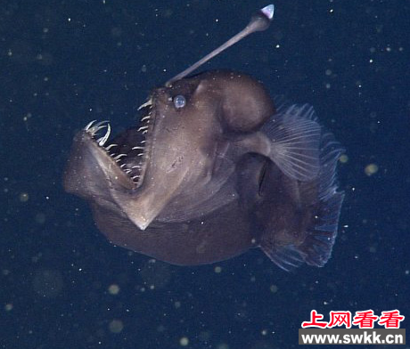 黑角安康鱼