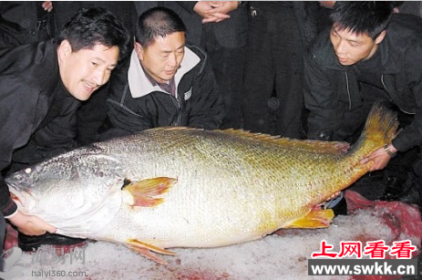 黄唇鱼