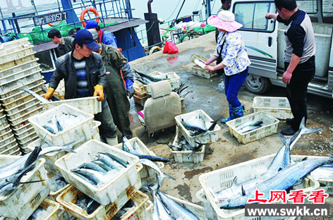 鲅鱼上岸行情不好 竟降到20元一斤