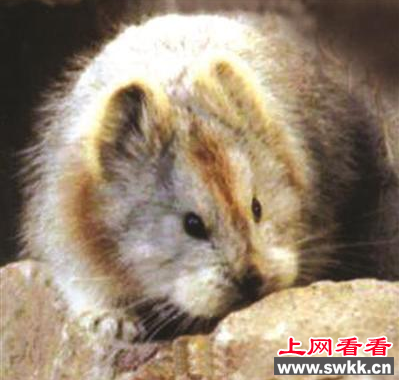 伊犁鼠兔