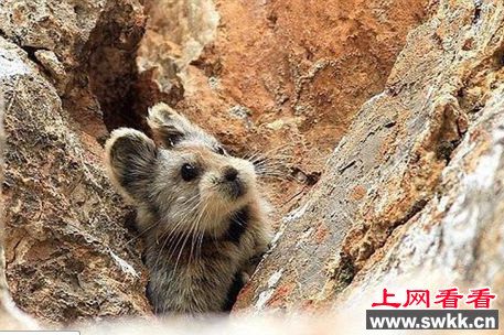 伊犁鼠兔