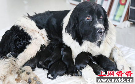 纽芬兰犬生下十个宝宝 全为黑色