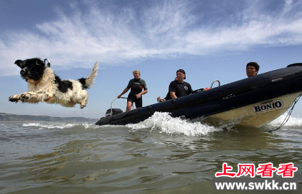 世界第一救生犬