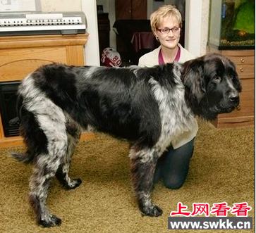 美国一只身高一米的纽芬兰犬欲申请吉尼斯世界纪录