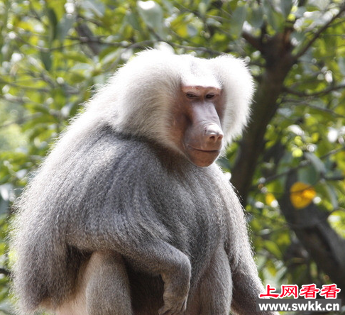 作恶多端的狒狒身重数十抢依然抢劫路人