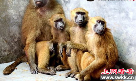 威海西霞口动物园引进11只几内亚狒狒