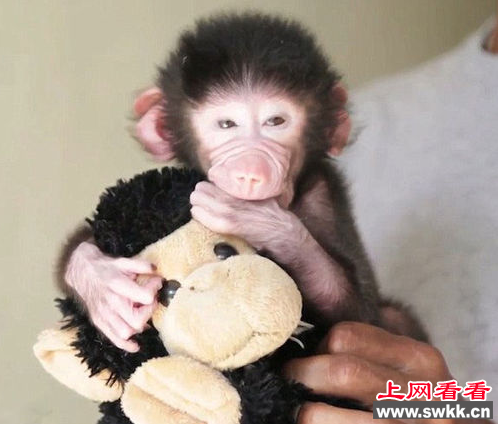 狒狒