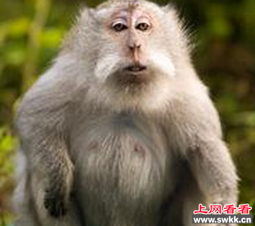 狒狒