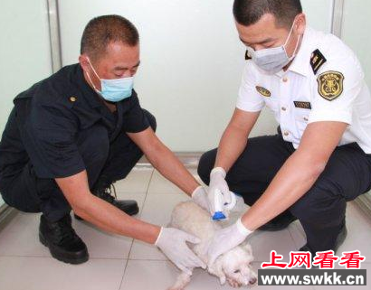 伴侣犬入境时被检出身上200多只红扇头蜱