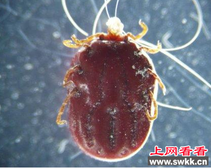 伴侣犬入境时被检出身上200多只红扇头蜱