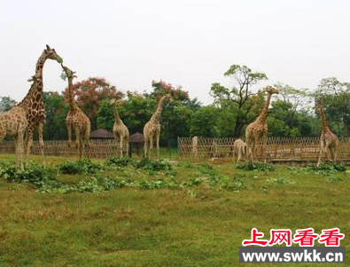 长颈鹿