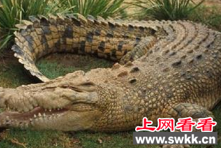 咸水鳄