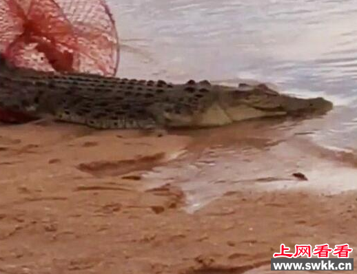 渔网意外捕获一只两米长的咸水鳄