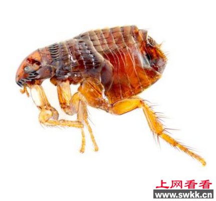 跳蚤