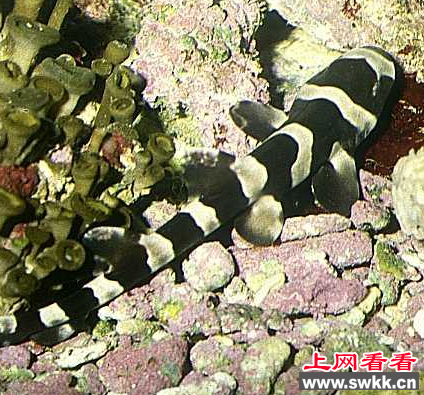 狗鲨