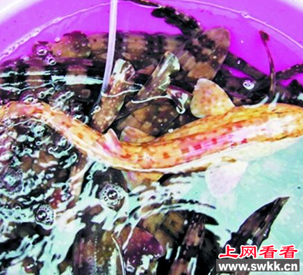 狗鲨