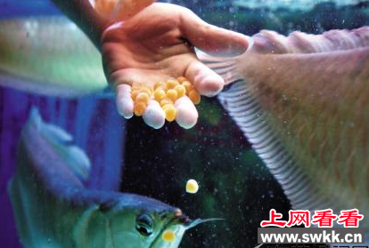银龙鱼一次性产下200多颗卵