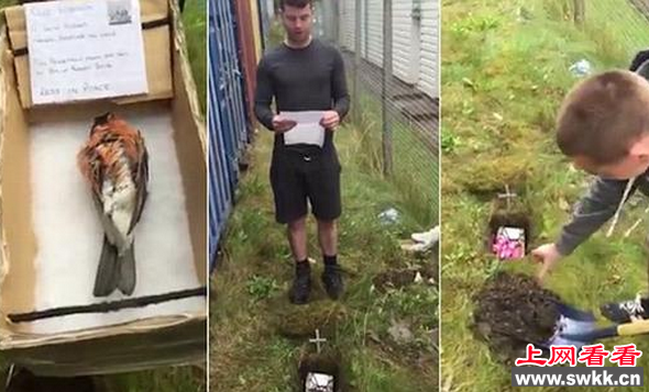 男子为知更鸟举行葬礼