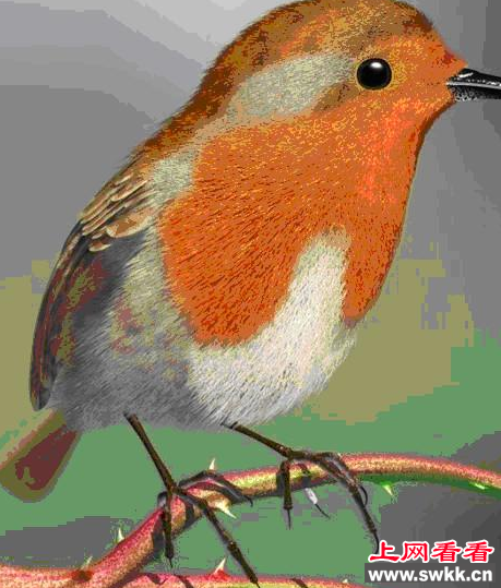 知更鸟获得英国国鸟称号