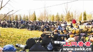 北京天坛数百人围观拍摄知更鸟